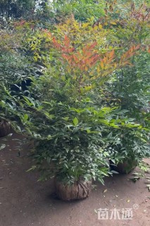 高度160厘米南天竹小苗