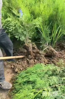高度80厘米侧柏