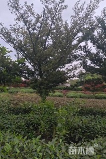 18公分罗汉松
