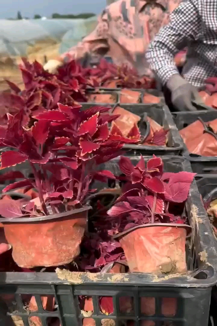 高度25厘米彩叶草