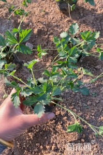 高度15厘米三叶委陵菜