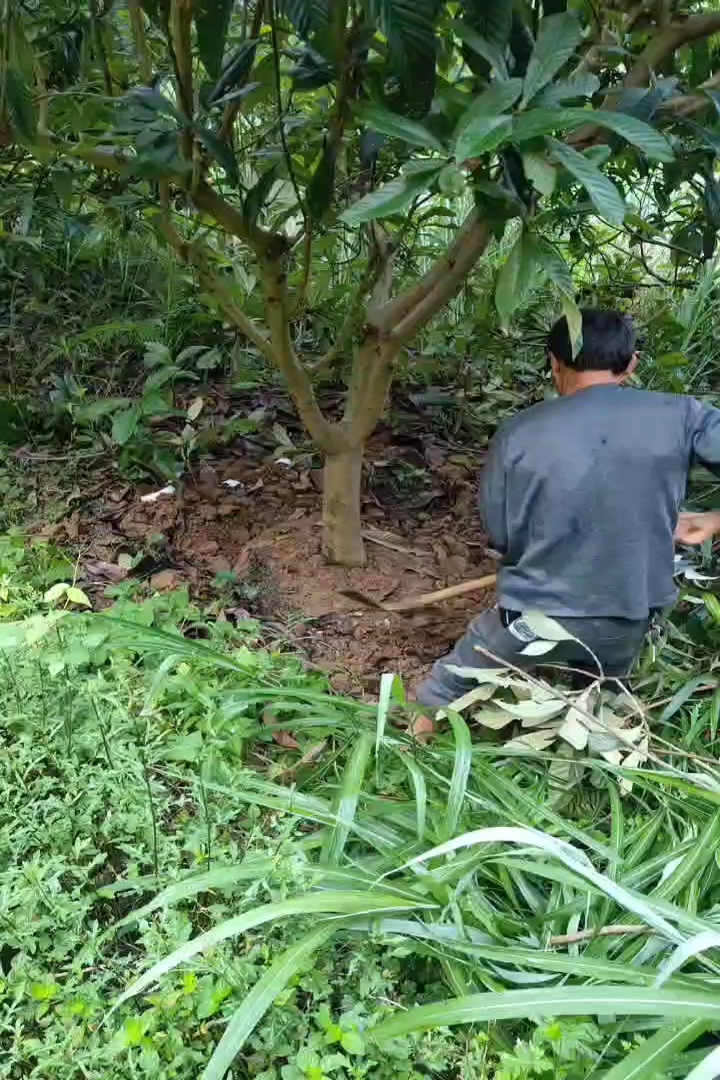 12公分枇杷