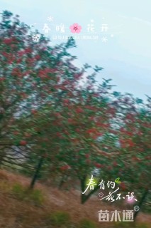 15公分红果冬青