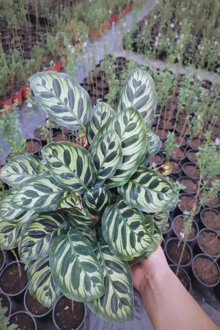 高度30厘米孔雀竹芋