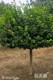 高度250厘米卫矛