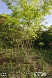 5公分无患子