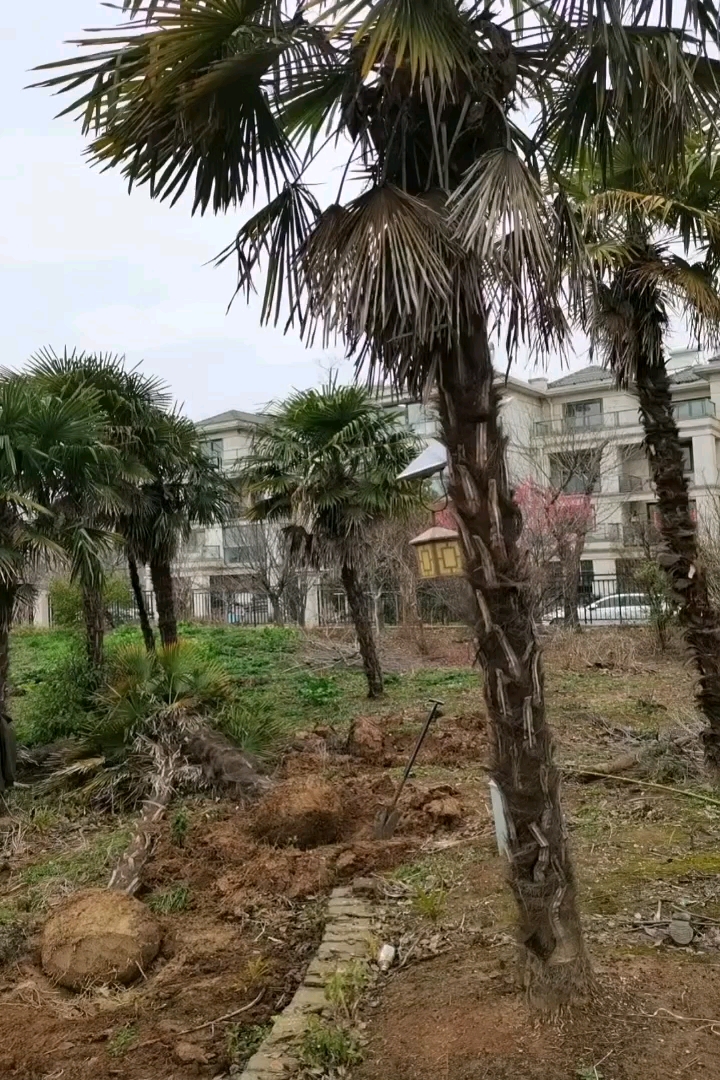 裸干高500厘米棕榈