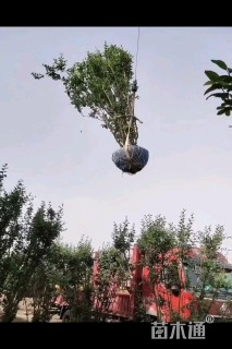 高度500厘米丛生西府海棠