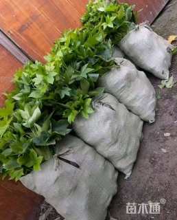 高度40厘米亮绿忍冬小苗