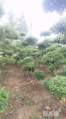 8公分造型大叶女贞