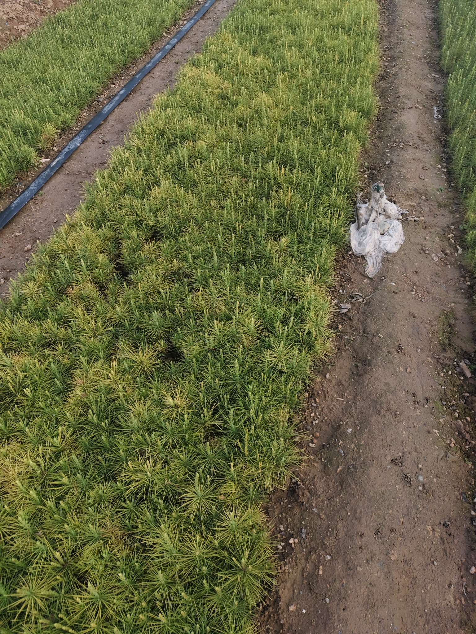 高度25厘米白皮松小苗