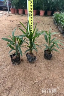裸干高30厘米大叶棕竹