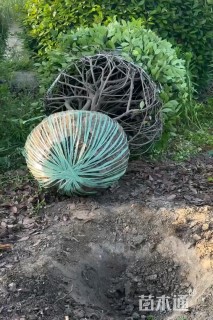 冠幅230厘米红叶石楠球