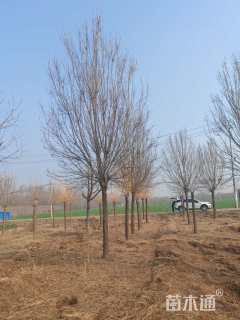 20公分秋紫白蜡