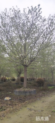 22公分高杆早樱