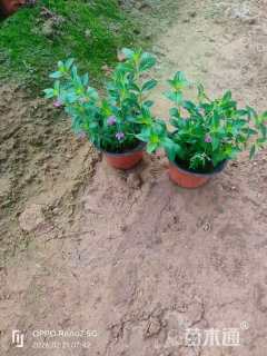 高度20厘米萼距花