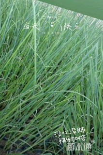 高度30厘米花叶水葱