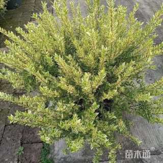 高度50厘米花叶香桃木