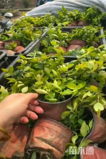 高度25厘米大花六道木小苗