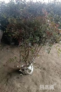 高度100厘米南天竹