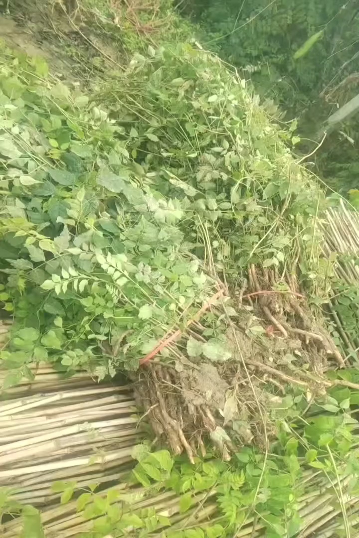 50厘米凌霄