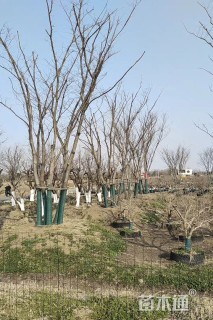 40公分(4杆)丛生榉树