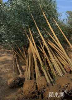 地栽苗乌哺鸡竹