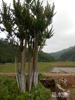 15公分丛生紫薇