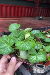 高度20厘米虎耳草