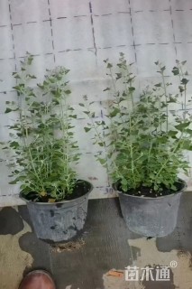 高度30厘米银叶仓鼠