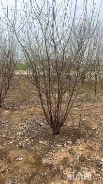 高度300厘米丛生榆叶梅