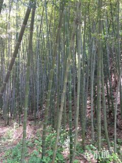 12公分楠竹