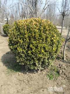 冠幅100厘米瓜子黄杨球