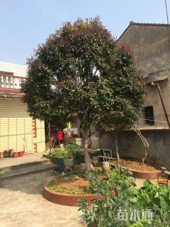 12公分桂花