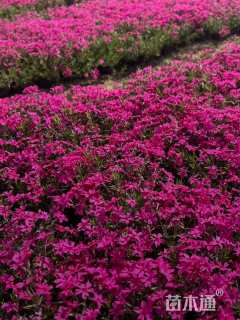 高度10厘米福禄考