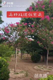 10公分紫薇