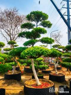 12公分造型黄杨