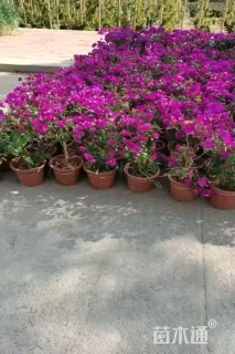 高度30厘米三角梅