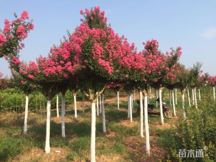 8公分造型紫薇