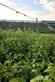 高度70厘米黄槐小苗