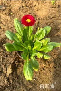 高度10厘米雏菊