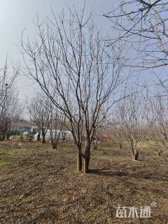 60公分(5杆)丛生黄连木