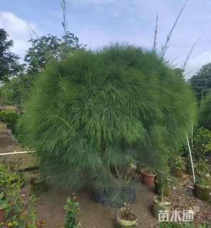 高度180厘米木麻黄球