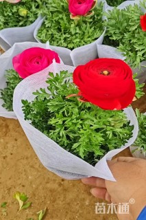 高度20厘米花毛茛