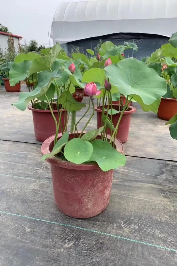 高度50厘米荷花