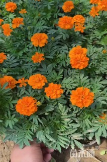 高度10厘米孔雀草