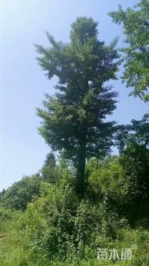 50公分银杏