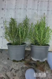 高度20厘米迷迭香