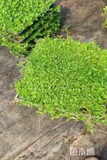 高度50厘米白茅
