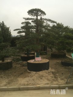 18公分造型罗汉松
